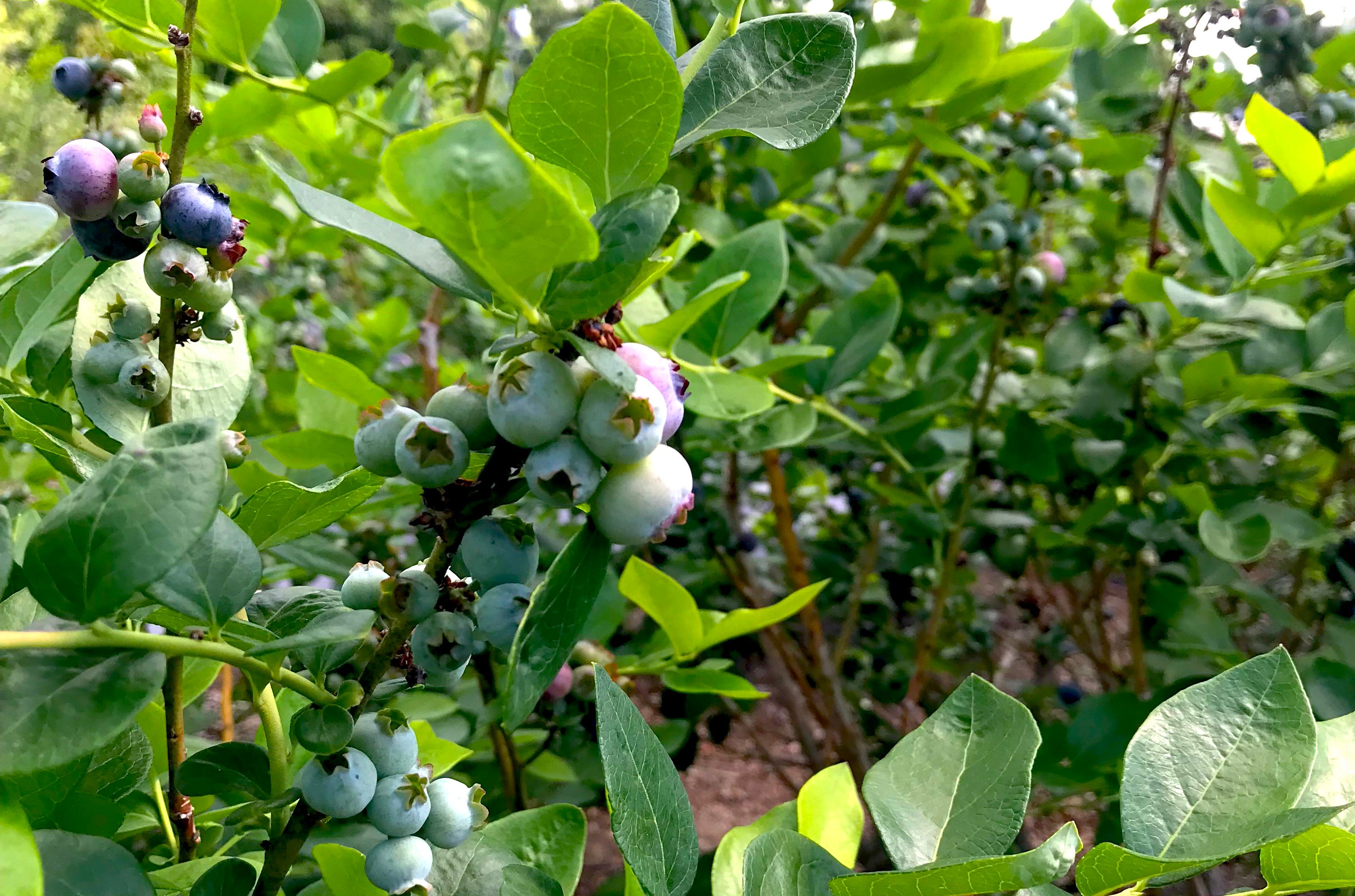Why Clermont is Home to Some of the Best Blueberry Picking in Florida!